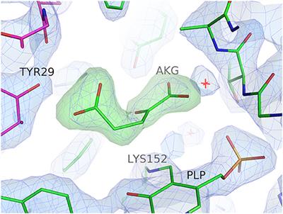 Thermostable Branched-Chain Amino Acid Transaminases From the Archaea Geoglobus acetivorans and Archaeoglobus fulgidus: Biochemical and Structural Characterization